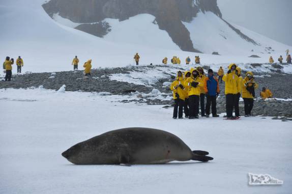 observando um filhote de elefante marinho em Turret Point, em King George Island, na Antártida